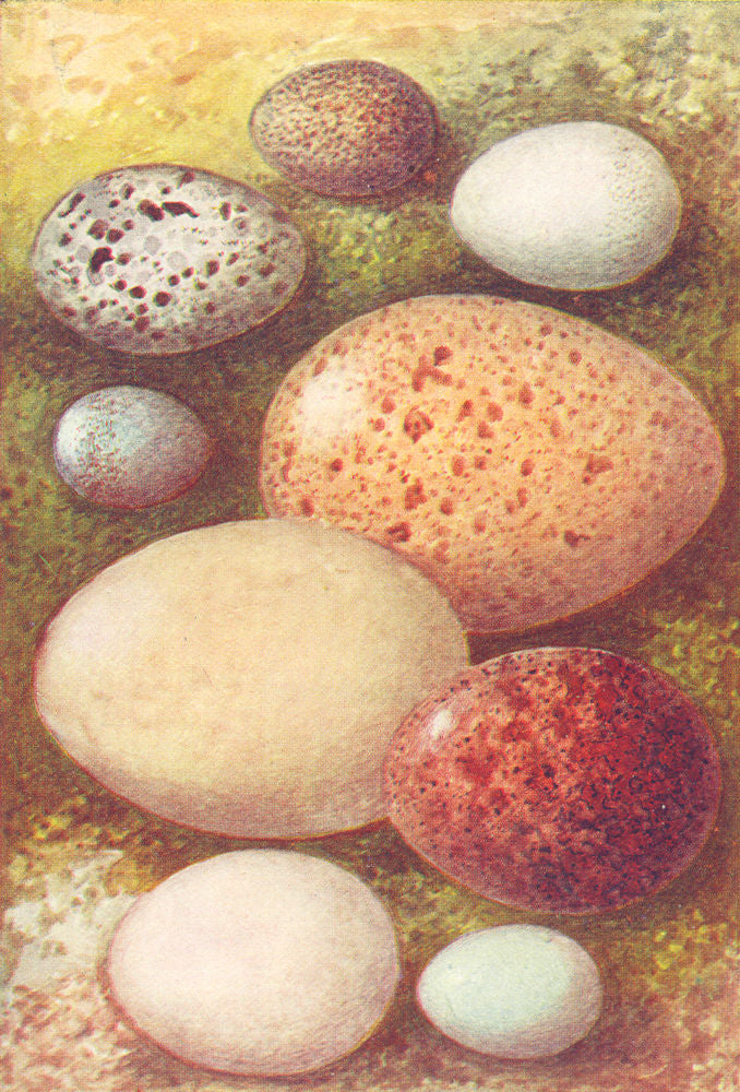 EGGS. Woodlark; Nightjar; Stonechat; Capercailzie 1901 old antique print